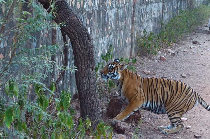 Tiger found in the Bhadravati Defense check post in Chandrapur district | चंद्रपूर जिल्ह्यातील भद्रावतीत डिफेन्स चेकपोस्टजवळ आढळला पट्टेदार वाघ