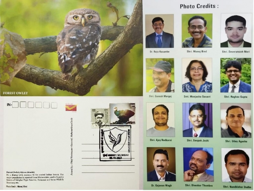 Rare Forest Owlet in Melghat on the Postcard of Postal Department | मेळघाटातील दुर्मीळ रानपिंगळा डाक विभागाच्या पोस्ट कार्डवर