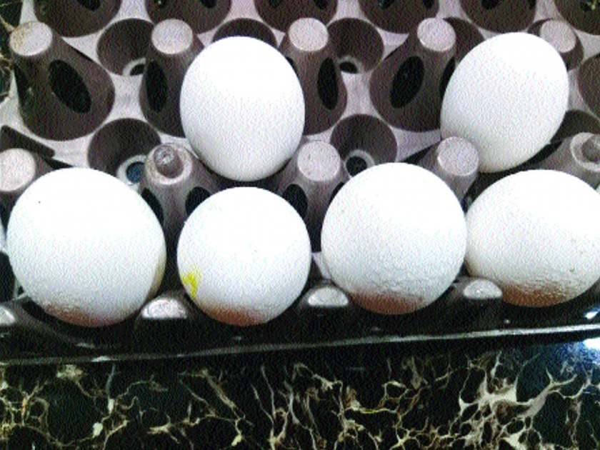 Bovinded plastic eggs? | भिवंडीत आढळली प्लास्टिकची अंडी?  