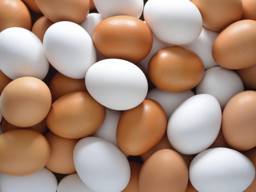  What's more Healthy? The only white part of the egg or yolk? | जास्त हेल्दी काय? अंड्यातला बलक की फक्त पांढरा भाग?..