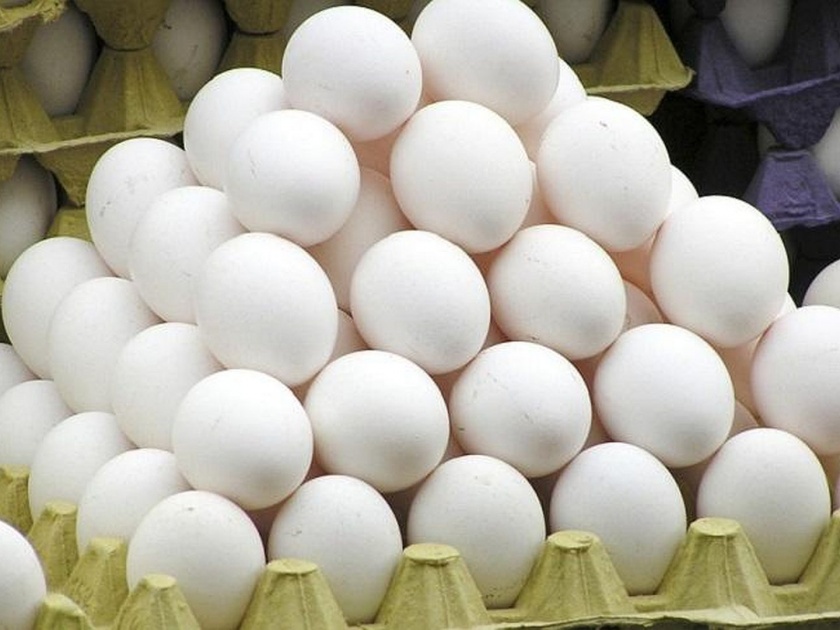 there is no plastic eggs national egg coordination committee proves with demo | प्लास्टिकच्या अंड्याच्या दाव्यात किती तथ्य; जाणून घ्या सत्य