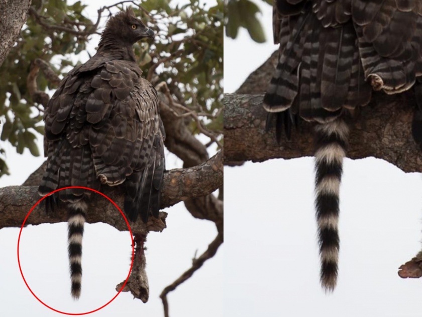 Eagle with a tail, How many of you you identify? Susanta Nanda IFS ask question   | गरूडाच्या पंखांखाली दडलंय कोण? वन अधिकाऱ्याच्या प्रश्नाचं उत्तर शोधता सापडेना