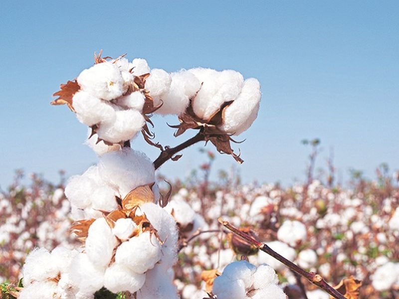 American scientists are working on edible cotton it may come soon | आता कापूसही खाता येणार; कापसाच्या खाता येणाऱ्या व्हरायटीचा शोध!