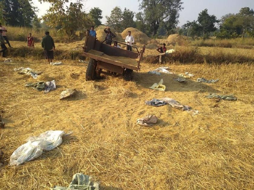 50 sacks of paddy in the tractor were destroyed by wild elephants | हत्तींचा धुमाकूळ, ट्रॅक्टरमधील ५० पोते धान केला मातीमोल