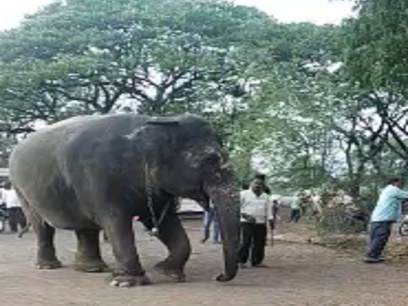 The elephant of Shedbal Math was taken into custody by the Sangli Forest Department, a case was registered against the mahout | शेडबाळ मठाचा हत्ती सांगली वन विभागाने घेतला ताब्यात, माहुतावर गुन्हा दाखल 