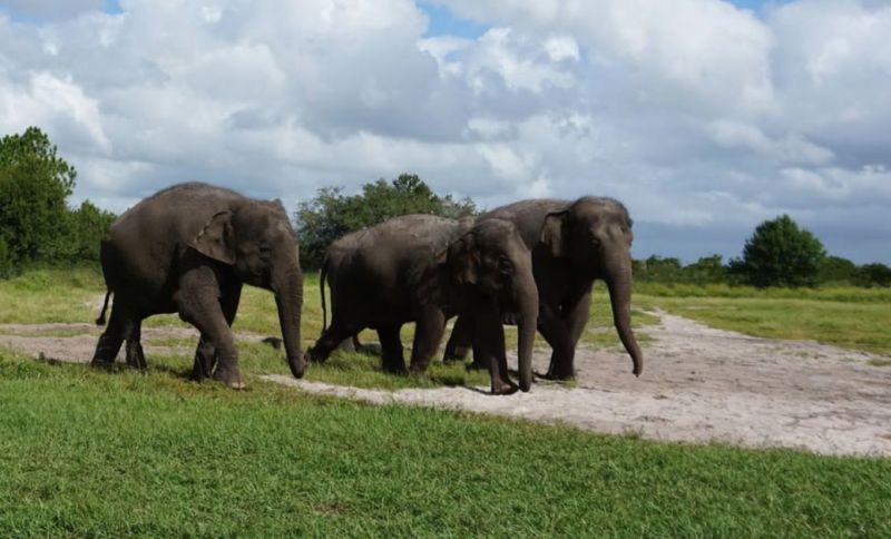 Do elephants like tempting liquor? .. This is the experience of the citizens of Gadchiroli! | हत्तींना मोहाची दारू आवडते?.. गडचिरोलीतील नागरिकांचा 'हा' आहे अनुभव !
