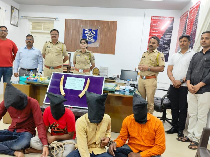 Kavthemahankal police arrested a gang of four who smuggled ivory, Ivory worth twenty lakhs seized | सांगली: खरशिंग येथे हस्तीदंत तस्करांची टोळी जेरबंद, वीस लाखांचे हस्तीदंत जप्त; चौघांना अटक