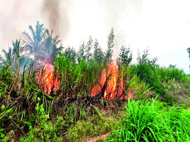 Two acres of sugarcane hit the electricity | वीज पडून दोन एकर ऊस पेटला