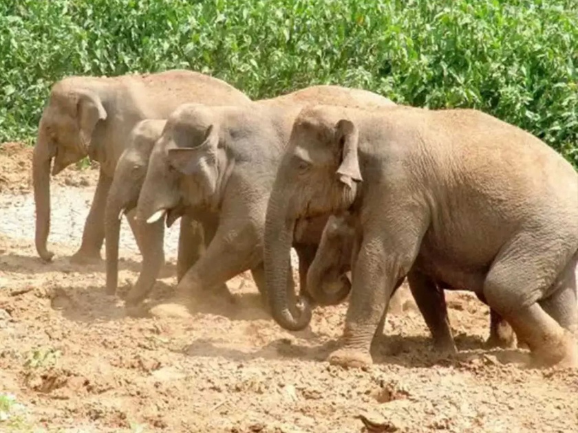 Gadchiroli's elephants are healthy how can they be taken to Gujarat? | गडचिरोलीचे हत्ती सुदृढ, त्यांना गुजरातला नेताच कसे?; दोन कायदेतज्ज्ञांची केंद्रीय मंत्रालयाला नोटीस