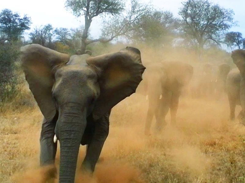 African elephant attacks tourist vehicle viral video | Video: कॅमेरा बघून हत्ती संतापला, पर्यटकांच्या कारवर केला हल्ला!