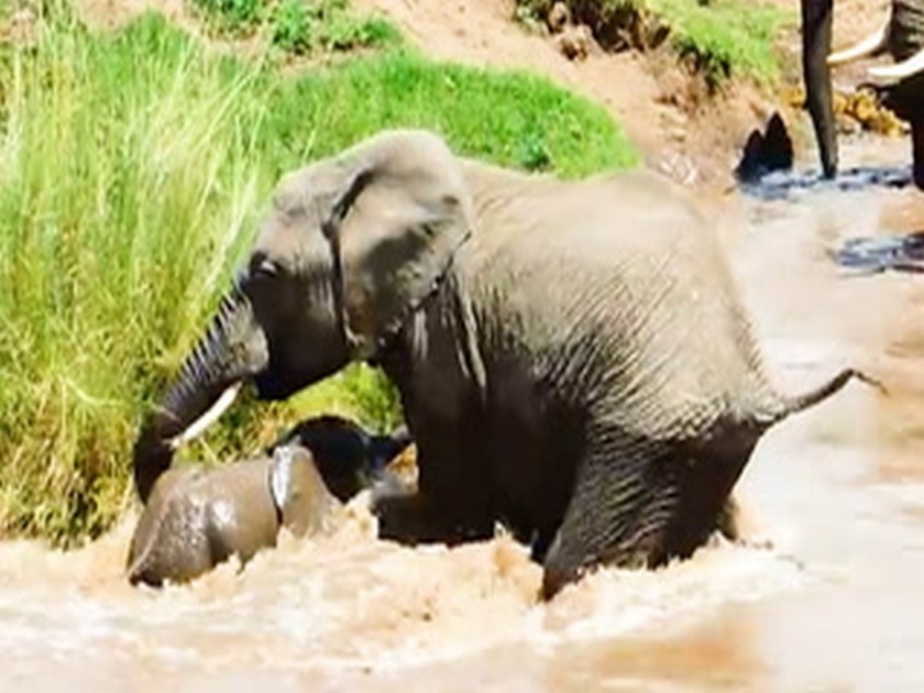 Elephant Mom Saves Baby Stuck In River | 'ती'आई होती म्हणूनी... प्रवाहासोबत वाहून जाणाऱ्या पिल्लाला हत्तीणीने वाचविले; व्हिडीओ व्हायरल