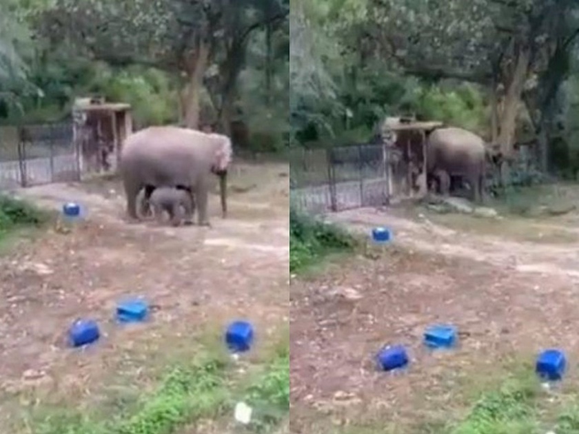 Watch viral video of elephant and its calf broke a walled construction | Video : आपल्या पिल्लासह कैद झाली होती हत्तीण, बघा भिंत तोडून कशी करून घेतली सुटका!