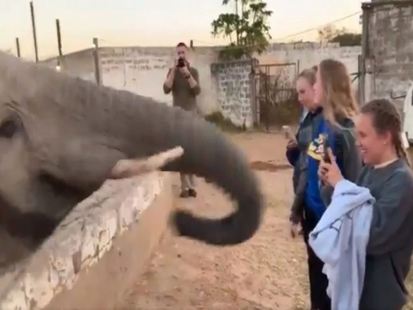 Viral video : When elephant attack on girl while she capturing photo on phone | Viral video : 'या' हत्तीला फोटो काढलेले बिलकूल चालत नाही; तुम्हीच बघा तो काय करतो?
