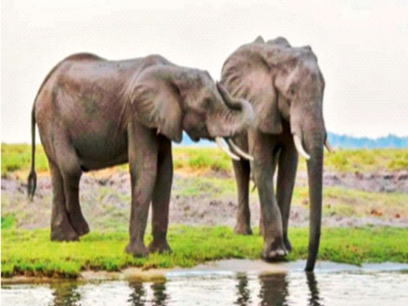 ...then we will send 20 thousand elephants to your country! Botswana warns Germany over hunting ban | ...तर 20 हजार हत्ती तुमच्या देशात पाठवू! शिकारीवर बंदी घालण्यावरून बोत्सवानाचा जर्मनीला इशारा