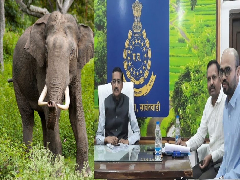 farm damage from elephants; The help of experts from Karnataka will be sought, informed the Principal Chief Conservator of Forests | हत्तीकडून शेतीचे नुकसान; कर्नाटकमधील तज्ञांची मदत घेणार, प्रधान मुख्य वनसंरक्षकांनी दिली माहिती 