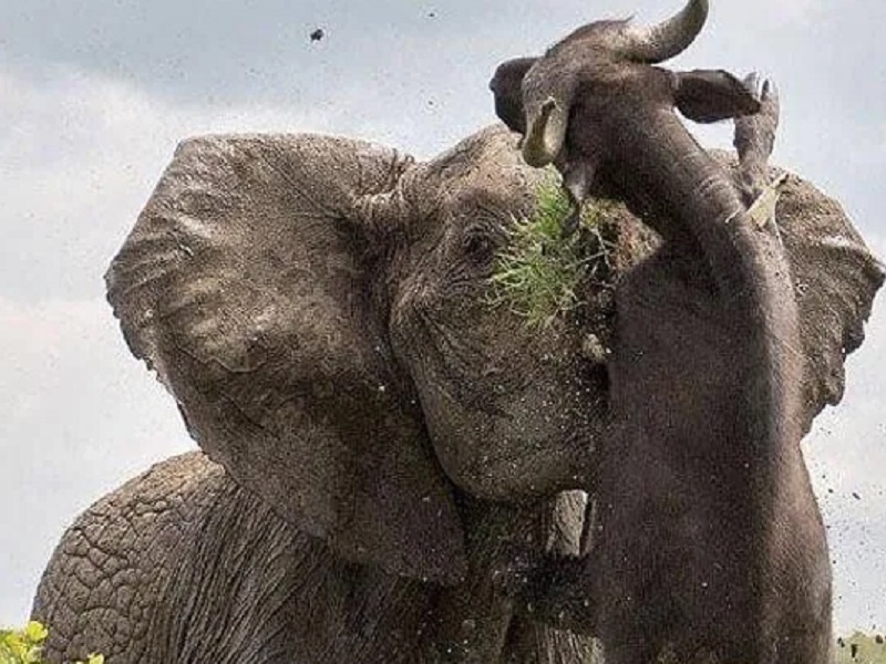 Anger comes to the elephant; A 500 kg buffalo should be picked up and thrown away | जेव्हा हत्तीला येतो राग; 500 किलोच्या म्हशीला उचलून फेकलं हवेत