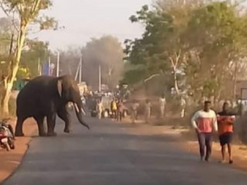 Tusker elephant thrill near Belgaum | बेळगावजवळ टस्कर हत्तीचा थरार, वनविभागाने जंगलात पिटाळले