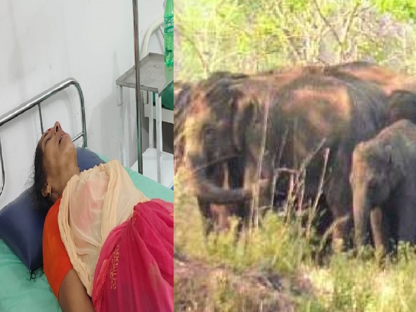A herd of elephants attacked in Morle Village in Dodamarg Sindhudurg, the woman fell unconscious in fear | Sindhudurg: मार्लेत हत्तीच्या कळपाचा महिलेवर हल्ल्याचा प्रयत्न, घाबरुन महिला पडली बेशुद्ध; सुदैवाने जीव वाचला