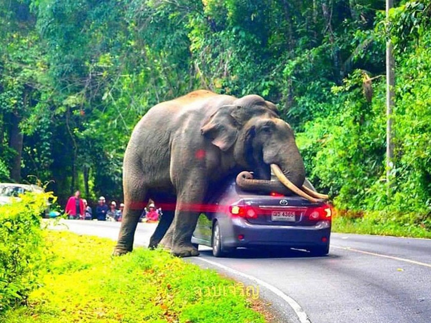 Video: Elephant Squishes Car in Khao Yai National Park in Thailand | Video : हत्ती कारवर बसणार होता इतक्यात ड्रायव्हरने केली आयडियाची कल्पना अन्....