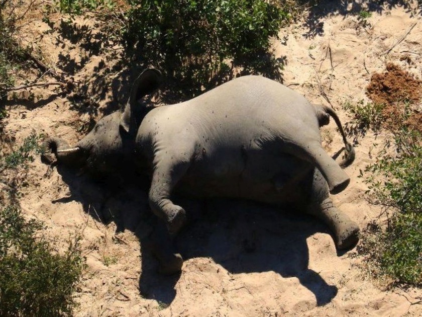 hundreds of elephants found dead in botswana | शेकडो हत्तींच्या संशयास्पद मृत्यूनं खळबळ, हत्याकांडाचा संशय; बोट्सवानातील फोटो व्हायरल