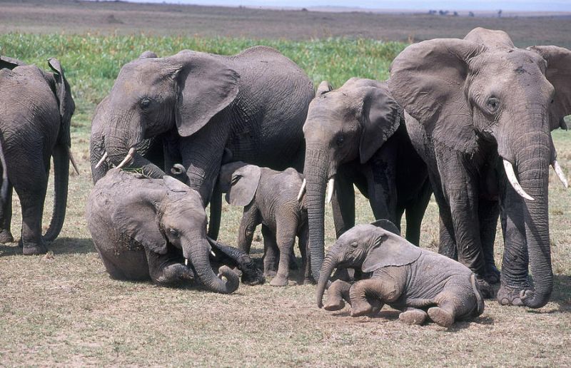 Elephants from Odisha that have crossed three states will settle in Vidarbha? | तीन राज्ये ओलांडून आलेले ओडिशातील हत्ती विदर्भात स्थिरावणार?