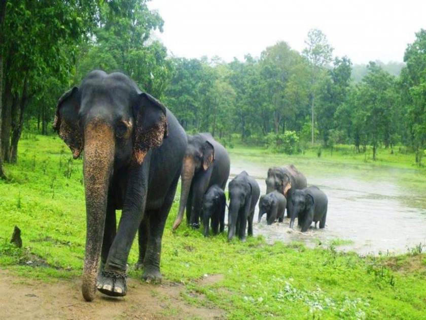 who will decide where the elephant should live | हत्तीने कुठे राहावे, हे माणूस कोण ठरवणार?
