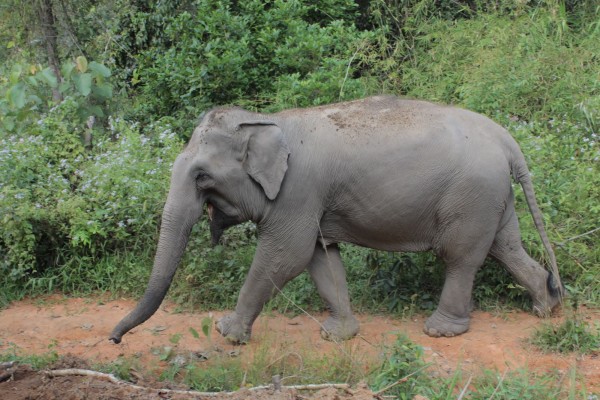 The wild elephant crushed the woman to death in the house | जंगली हत्तीने महिलेला घरात चिरडून ठार मारले