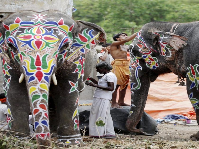 Stop the commercial use of elephants, petition in the Bench | हत्तींचा व्यावसायिक वापर थांबवा, खंडपीठात याचिका