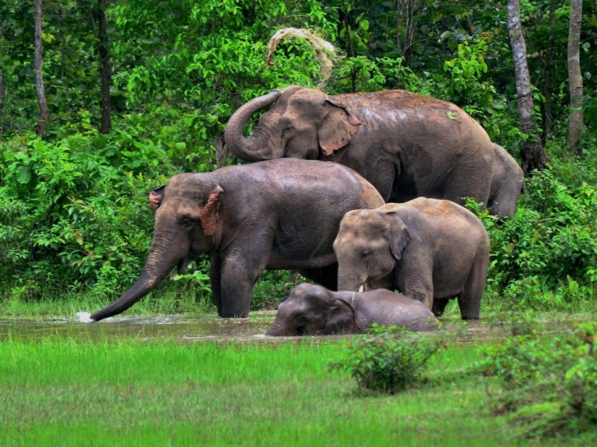 Sindhudurg: Elephants will be manned and trained at Azra | सिंधुदुर्ग : हत्तींना पकडून माणसाळविण्यात येणार, आजरा येथे प्रशिक्षण केंद्र