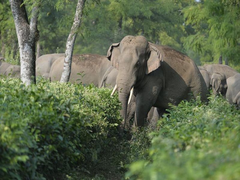 Elephants threaten to demolish homes in Semadoh, stir in Melghat | सेमाडोह येथील घरे हत्तीने पाडण्याची धमकी, मेळघाटात खळबळ