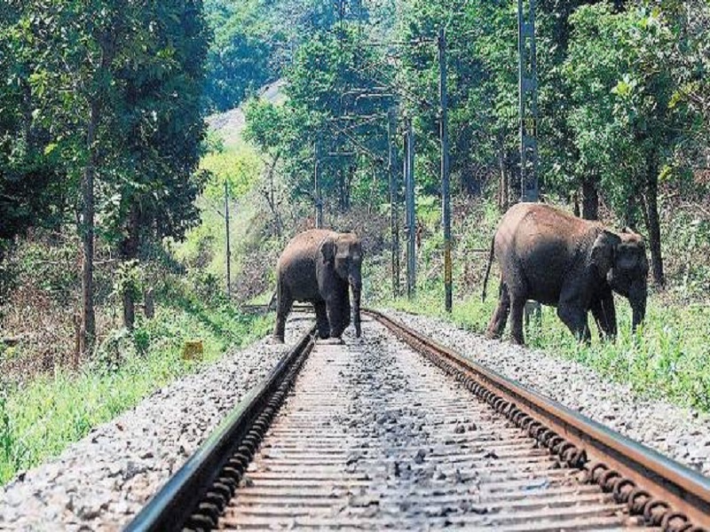 Roads and rails raised threats for wildlife! | वन्यजीवांच्या जिवावर उठलेले रस्ते व रेल्वेमार्ग !