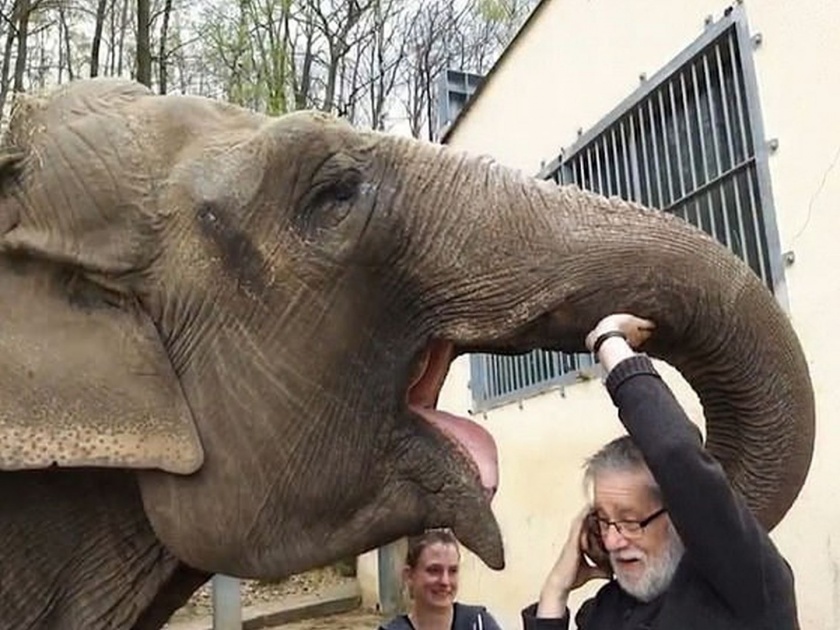 Elephant and former caretaker reunite after 35 years video goes viral | Video: ग्रेट भेट! 30 वर्षांनंतरही हत्तिणीनं काळजी घेणाऱ्या कर्मचाऱ्याला बरोब्बर ओळखलं