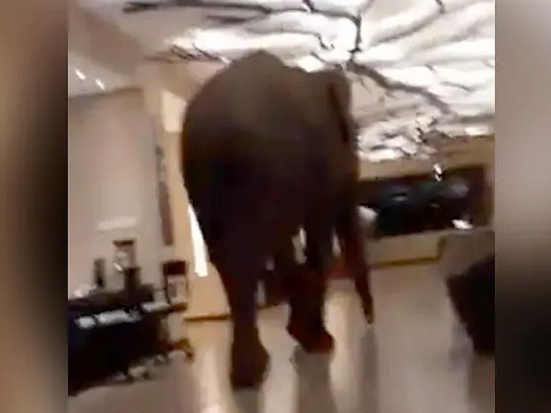 sri lanka elephant strolls in hotel lobby poking stuff with his trunk twitter video viral | बापरे! हॉटेलमध्ये हत्ती शिरला आणि…; पाहा, व्हिडीओ!
