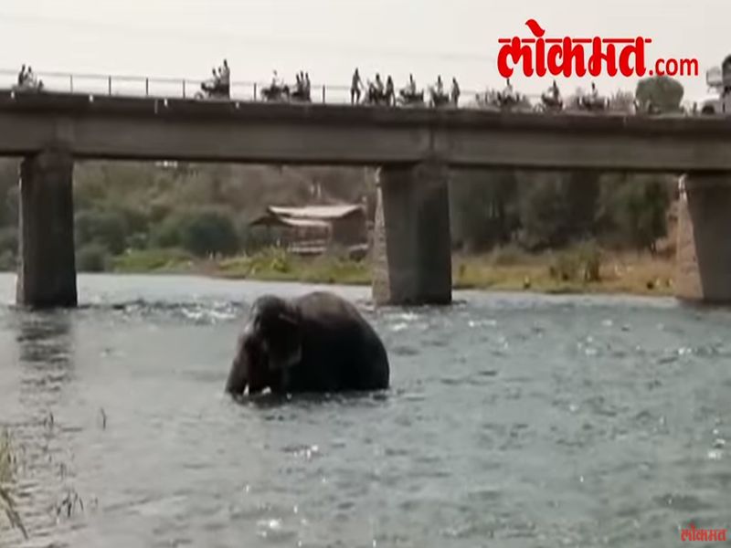 Video: ... Elephant enjoying river bath in akole ahmednagar | Video : ...जेव्हा मिरवणुकीसाठी आणलेला हत्ती पाण्यात ठिय्या मांडतो 