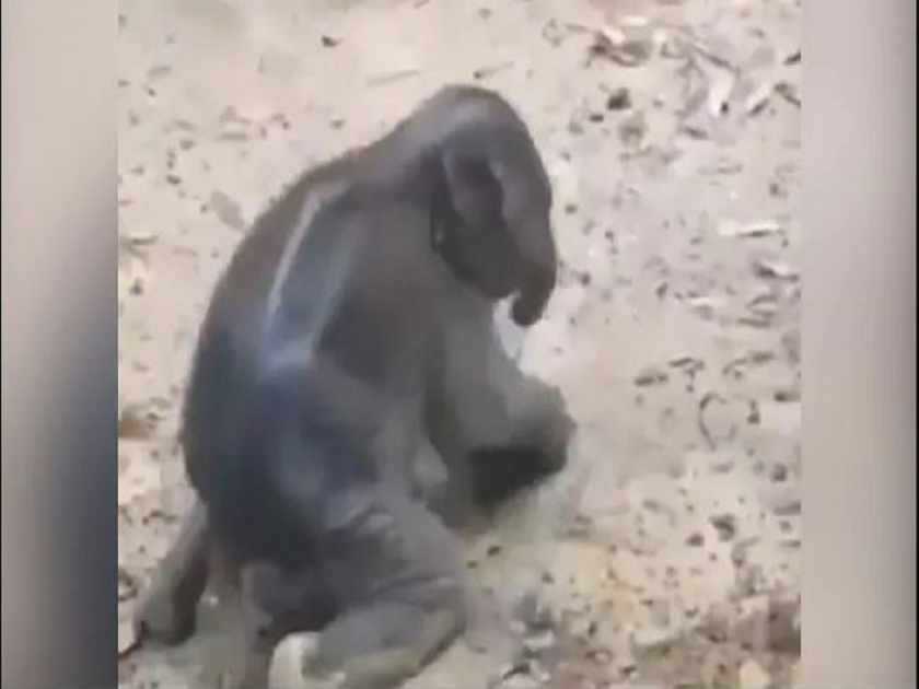 baby elephant trying to stand up on its feet has gone viral-SRJ | हत्तीच्या पिल्लाची धडपड,जन्मताच चालतानाचा व्हिडीओ होतोय तुफान व्हायरल
