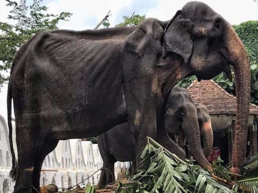starving elephant paraded in sri lanka pictures went viral | वृद्ध, कुपोषित हत्तीण करतेय काबाडकष्ट; निर्दयी मालकावर सोशल मीडियावरून टीकेची झोड
