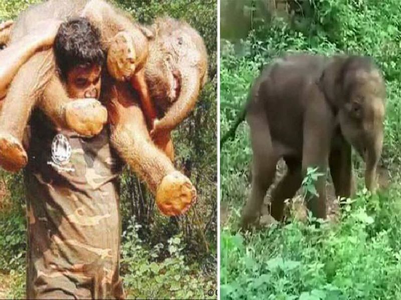 truth of viral photo of baby elephant rescued by soldier in kerala | Kerala Floods: केरळच्या पुरात अडकलेल्या हत्तीच्या पिलाला जवानाने खांद्यावर उचललं?... हे आहे सत्य