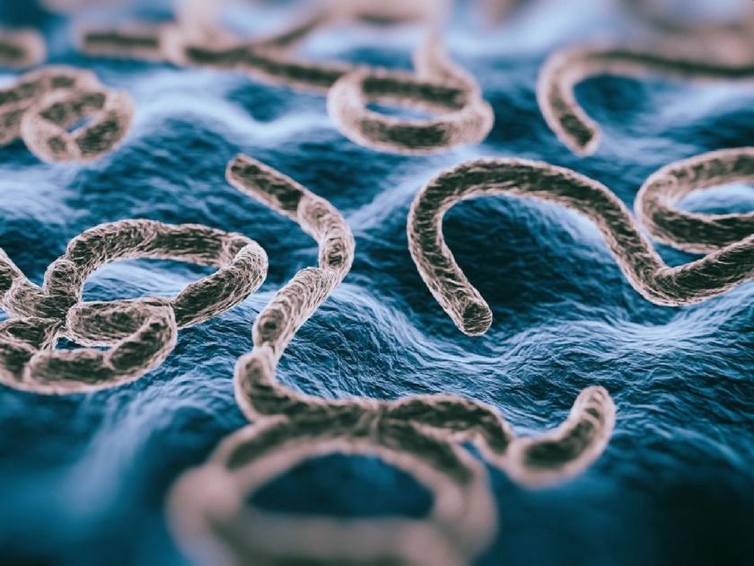 Ebola; Deadly viruses, new study reveals | शरीरात दबा धरून बसणारा 'इबोला'; प्राणघातक विषाणूबाबत नव्या रिपोर्टमध्ये खुलासा
