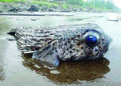 Rumor of 'Kend' fish on Shrivardhan beach | श्रीवर्धन समुद्रकिनारी ‘केंड’ची अफवा