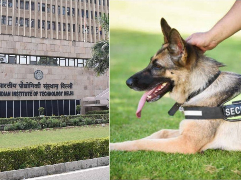Eligibility to handle the dog BTech Engineer, IIT Delhi gave an explanation | कुत्रा सांभाळण्यासाठी हवाय B.Tech इंजिनिअर, IIT दिल्लीनं दिलं स्पष्टीकरण