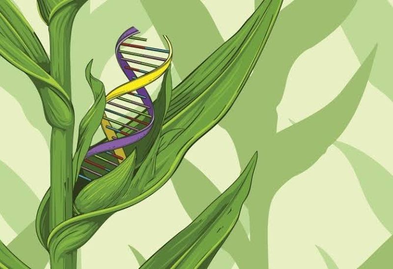 Examine the DNA of the crop to increase production! | पिकांचा ‘डीएनए’ तपासून उत्पादन वाढवणार!