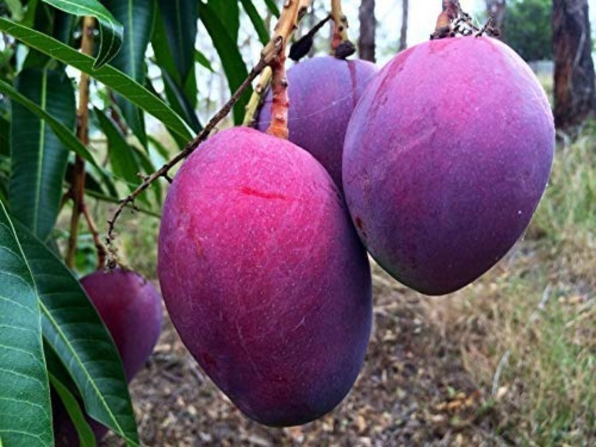 most expensive mango in the world | जगातील सर्वात महागडा आंबा भारतात आढळतो 'या' ठिकाणी, किंमत सोन्यापेक्षाही जास्त