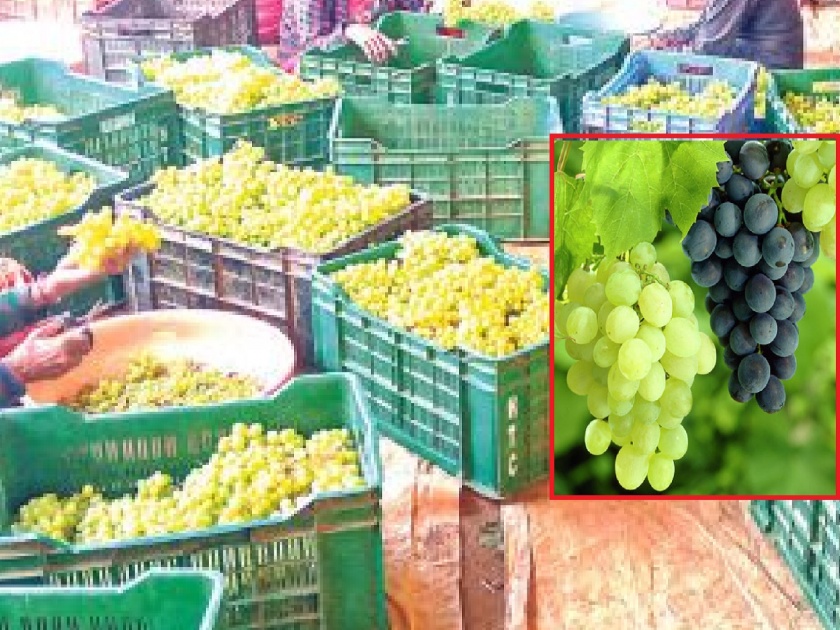 Decrease in export of grape from Sangli district in international market | आंतरराष्ट्रीय बाजारपेठेत सांगली जिल्ह्यातील द्राक्ष निर्यातीत घट