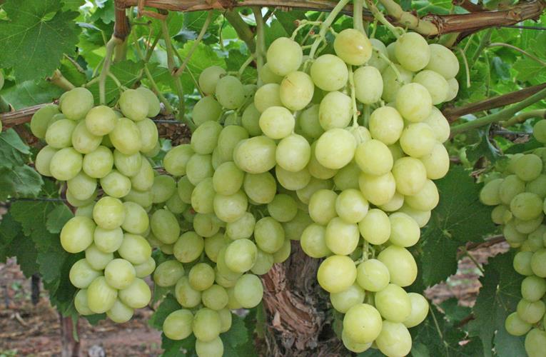  At the beginning of the season, the export of five and a half tons of grapes | येवल्यातून साडेपाचशे टन द्राक्ष निर्यात