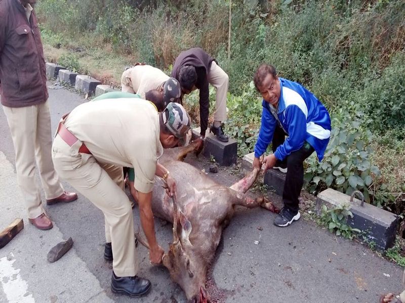 Deer killed a rare Sambar race while crossing the road on the Mumbai-Pune Express Highway | मुंबई पुणे द्रुतगती महामार्गावर रस्ता ओलांडताना दुर्मिळ सांबर जातीचा हरीण मृत्युमुखी 