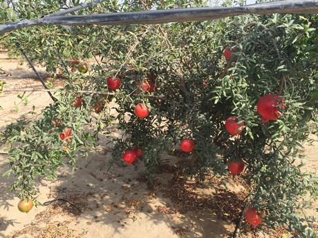 Extreme water scarcity hit the fruit gardens | भीषण पाणीटंचाईचा फळबागांना जबर फटका