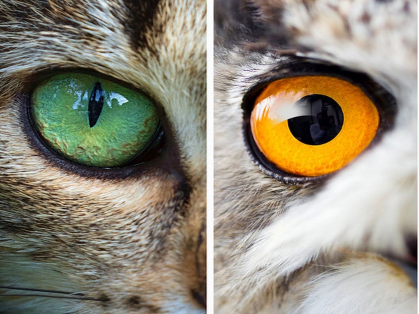 World biggest collection of animal eyeballs aids research on vision problems | डोळ्यांचं जगातलं सर्वात मोठं कलेक्शन, जाणून घ्या किती डोळ्यांचा आहे इथे संग्रह!