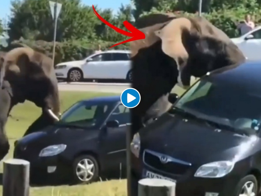 Elephant viral video : Elephant attack on car watch video | संतापलेल्या हत्तीने कारवर केला असा हल्ला, बघून हैराण झाले लोक; बघा व्हायरल व्हिडीओ