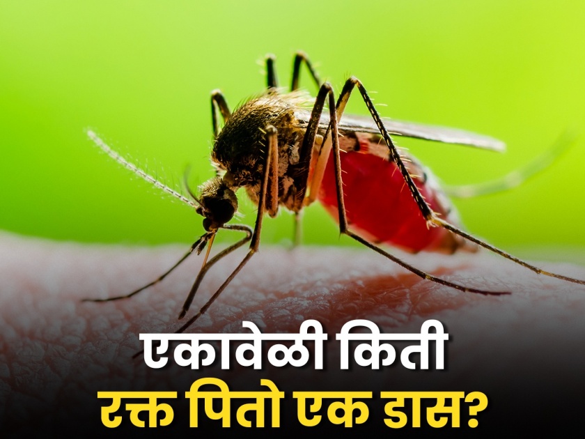 Know how much human blood does a mosquito drink at one time | डास एकावेळी मनुष्याचं किती रक्त पितो? उन्हाळ्यातच जास्त का चावतात?