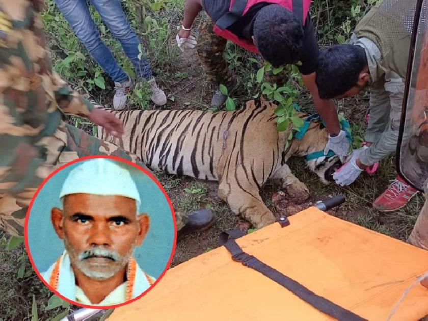 Old man killed in tiger attack, Forest officer injured in angry villager attack | वाघाच्या हल्ल्यात वृद्ध ठार, गावकऱ्यांच्या हल्ल्यात वन अधिकारी जखमी
